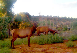 Elk